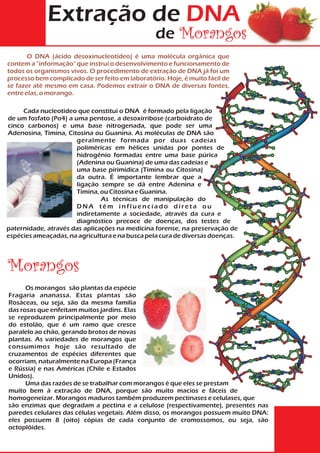 Extração de DNA
                                                  de Morangos
       O DNA (ácido desoxinucleotídeo) é uma molécula orgânica que
contem a "informação" que instrui o desenvolvimento e funcionamento de
todos os organismos vivos. O procedimento de extração de DNA já foi um
processo bem complicado de ser feito em laboratório. Hoje, é muito fácil de
se fazer até mesmo em casa. Podemos extrair o DNA de diversas fontes,
entre elas, o morango.

     Cada nucleotídeo que constitui o DNA é formado pela ligação
de um fosfato (Po4) a uma pentose, a desoxirribose (carboidrato de
cinco carbonos) e uma base nitrogenada, que pode ser uma
Adenosina, Timina, Citosina ou Guanina. As moléculas de DNA são
                       geralmente formada por duas cadeias
                       poliméricas em hélices unidas por pontes de
                       hidrogênio formadas entre uma base púrica
                       (Adenina ou Guanina) de uma das cadeias e
                       uma base pirimídica (Timina ou Citosina)
                       da outra. É importante lembrar que a
                       ligação sempre se dá entre Adenina e
                       Timina, ou Citosina e Guanina.
                               As técnicas de manipulação do
                       DNA têm influenciado direta ou
                       indiretamente a sociedade, através da cura e
                       diagnóstico precoce de doenças, dos testes de
paternidade, através das aplicações na medicina forense, na preservação de
espécies ameaçadas, na agricultura e na busca pela cura de diversas doenças.




Morangos
      Os morangos são plantas da espécie
Fragaria ananassa. Estas plantas são
Rosáceas, ou seja, são da mesma família
das rosas que enfeitam muitos jardins. Elas
se reproduzem principalmente por meio
do estolão, que é um ramo que cresce
paralelo ao chão, gerando brotos de novas
plantas. As variedades de morangos que
consumimos hoje são resultado de
cruzamentos de espécies diferentes que
ocorriam, naturalmente na Europa (França
e Rússia) e nas Américas (Chile e Estados
Unidos).
      Uma das razões de se trabalhar com morangos é que eles se prestam
muito bem à extração de DNA, porque são muito macios e fáceis de
homogeneizar. Morangos maduros também produzem pectinases e celulases, que
são enzimas que degradam a pectina e a celulose (respectivamente), presentes nas
paredes celulares das células vegetais. Além disso, os morangos possuem muito DNA:
eles possuem 8 (oito) cópias de cada conjunto de cromossomos, ou seja, são
octoplóides.
 