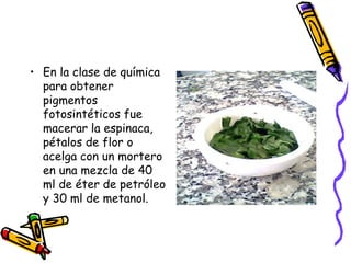 En la clase de química para obtener pigmentos fotosintéticos fue macerar la espinaca, pétalos de flor o acelga con un mortero en una mezcla de 40 ml de éter de petróleo y 30 ml de metanol. 