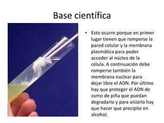 Base científica
• Esto ocurre porque en primer
lugar tienen que romperse la
pared celular y la membrana
plasmática para poder
acceder al núcleo de la
célula. A continuación debe
romperse también la
membrana nuclear para
dejar libre el ADN. Por último
hay que proteger el ADN de
zumo de piña que puedan
degradarlo y para aislarlo hay
que hacer que precipite en
alcohol.
 
