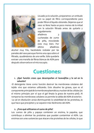 Licuada ya la solución, preparamos un embudo
con su papel de filtro correspondiente para
poder filtrar el líquido obtenido. Dejamos que el
vaso se llene hasta un poco menos de la mitad
con la solución filtrada antes de quitarlo y
seguidamente
añadimos 3
cucharadas de zumo
de piña, mezclando
este muy bien. Por
último añadimos
alcohol muy frío, haciéndolo resbalar por las
paredes del vaso paraque forme unacapa sobre el
filtrado, ayudándonos de una varilla. Sólo quedaría
extraer una maraña de fibras blancas de ADN para
después observarla en el microscopio.
1. ¿Qué función crees que desempeñan el lavavajillas y la sal en la
solución?
-El detergente tiene como función destruir las membranas celulares del
tejido vivo que estamos utilizando. Este disuelve las grasas, que es el
componente principalde la membranaplasmáticay nuclear de las células (es
el mismo principio por el que el gel limpia la grasa de nuestra piel). Al
romperse las membranas celulares se permite la salida del ADN al exterior.
-La sal en disolución actúa disminuyendo la solubilidad de las proteínas, lo
que hace que precipiten y se separen más fácilmente del ADN.
2. ¿Para qué utilizamos el zumo de piña?
Los zumos de piña y papaya contienen un enzima, la papaína, que
contribuye a eliminar las proteínas que puedan contaminar el ADN. Las
enzimas son unas sustancias que atacan a las proteínas de las células, lo que
 