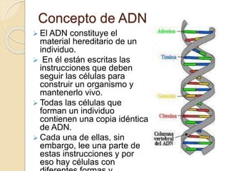 Concepto de ADN
 El ADN constituye el
material hereditario de un
individuo.
 En él están escritas las
instrucciones que deben
seguir las células para
construir un organismo y
mantenerlo vivo.
 Todas las células que
forman un individuo
contienen una copia idéntica
de ADN.
 Cada una de ellas, sin
embargo, lee una parte de
estas instrucciones y por
eso hay células con
 