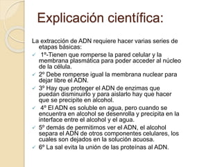 Explicación científica:
La extracción de ADN requiere hacer varias series de
etapas básicas:
 1º-Tienen que romperse la pared celular y la
membrana plasmática para poder acceder al núcleo
de la célula.
 2º Debe romperse igual la membrana nuclear para
dejar libre el ADN.
 3º Hay que proteger el ADN de enzimas que
puedan disminuirlo y para aislarlo hay que hacer
que se precipite en alcohol.
 4º El ADN es soluble en agua, pero cuando se
encuentra en alcohol se desenrolla y precipita en la
interface entre el alcohol y el agua.
 5º demás de permitirnos ver el ADN, el alcohol
separa el ADN de otros componentes celulares, los
cuales son dejados en la solución acuosa.
 6º La sal evita la unión de las proteínas al ADN.
 