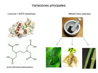 Variaciones principales:
Lisozima + EDTA (bacterias) Método físico (plantas)
ácido etilendiaminotetraacético
 