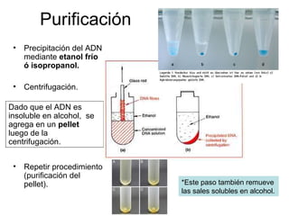 Purificación
• Precipitación del ADN
mediante etanol frío
ó isopropanol.
• Centrifugación.
• Repetir procedimiento
(purificación del
pellet).
Dado que el ADN es
insoluble en alcohol, se
agrega en un pellet
luego de la
centrifugación.
*Este paso también remueve
las sales solubles en alcohol.
 