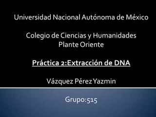 Universidad Nacional Autónoma de México

   Colegio de Ciencias y Humanidades
             Plante Oriente

     Práctica 2:Extracción de DNA

         Vázquez Pérez Yazmin

              Grupo:515
 