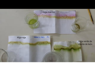 Alga roja
Hoja marrón
Hoja verde de
diente de león
 