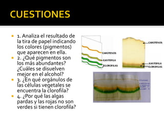  1. Analiza el resultado de
la tira de papel indicando
los colores (pigmentos)
que aparecen en ella.
 2. ¿Qué pigmentos son
los más abundantes?
¿Cuáles se disuelven
mejor en el alcohol?
 3. ¿En qué orgánulos de
las células vegetales se
encuentra la clorofila?
 4. ¿Por qué las algas
pardas y las rojas no son
verdes si tienen clorofila?
 