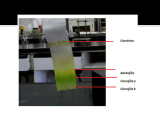 Extracción de pigmentos vegetales
