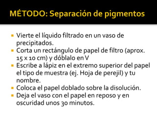  Vierte el líquido filtrado en un vaso de
precipitados.
 Corta un rectángulo de papel de filtro (aprox.
15 x 10 cm) y dóblalo enV
 Escribe a lápiz en el extremo superior del papel
el tipo de muestra (ej. Hoja de perejil) y tu
nombre.
 Coloca el papel doblado sobre la disolución.
 Deja el vaso con el papel en reposo y en
oscuridad unos 30 minutos.
 