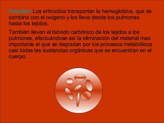 Función:  Los eritrocitos transportan la hemoglobina, que se combina con el oxigeno y los lleva desde los pulmones hasta los tejidos.  También llevan el bióxido carbónico de los tejidos a los pulmones, efectuándose así la eliminación del material mas importante al que se degradan por los procesos metabólicos casi todas las sustancias orgánicas que se encuentran en el cuerpo.   