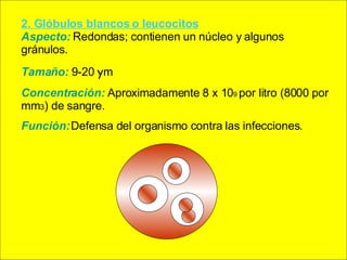 2. Glóbulos blancos o leucocitos   Aspecto:   Redondas; contienen un núcleo y algunos gránulos. Tamaño:  9-20  y m Concentración:  Aproximadamente 8 x 10 9  por litro (8000 por mm 3 ) de sangre. Función:   Defensa del organismo contra las infecciones. 
