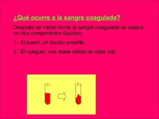 ¿Qué ocurre a la sangre coagulada? Después de varias horas la sangre coagulada se separa en dos componentes líquidos: 1.. El suero, un liquido amarillo. 2.. El coagulo, una masa sólida de color rojo. 