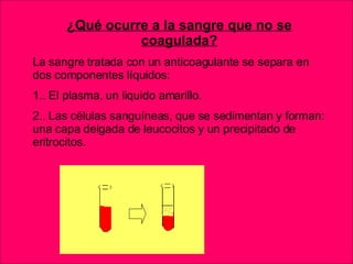 ¿Qué ocurre a la sangre que no se coagulada? La sangre tratada con un anticoagulante se separa en dos componentes líquidos:  1.. El plasma, un liquido amarillo. 2.. Las células sanguíneas, que se sedimentan y forman: una capa delgada de leucocitos y un precipitado de eritrocitos. 