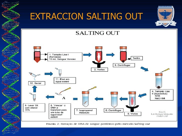 Extraccion ADN