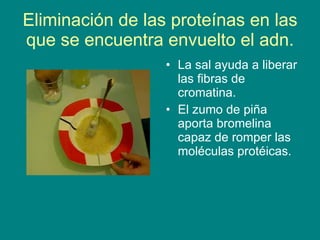 Extraccion de adn | PPT