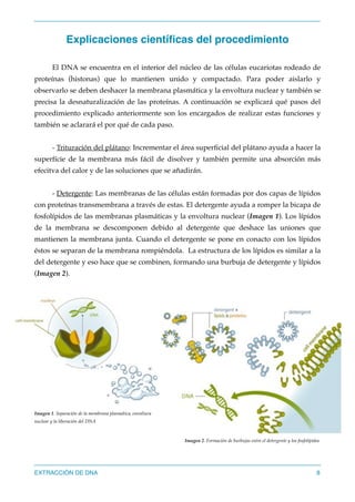 Extraccion de adn | PDF
