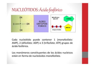 Cada nucleótido puede contener 1 (monofosfato:
AMP), 2 (difosfato: ADP) o 3 (trifosfato: ATP) grupos de
ácido fosfórico.
Los monómeros constituyentes de los ácidos nucleicos
están en forma de nucleósidos monofosfato.
NUCLEÓTIDOS:Ácidofosfórico
 