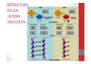 ESTRUCTURA
DELOS
ÁCIDOS
NUCLEICOS
 
