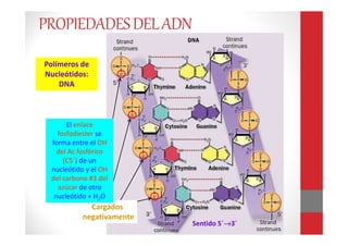 Polímeros de
Nucleótidos:
DNA
Cargados
negativamente
El enlace
fosfodiester se
forma entre el OH
del Ac fosfórico
(C5´) de un
nucleótido y el OH
del carbono #3 del
azúcar de otro
nucleótido + H2O
Sentido 5´→→→→3´
PROPIEDADESDELADN
 