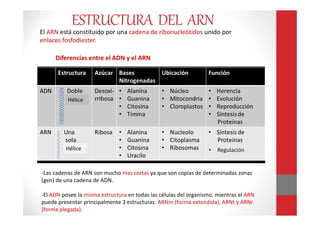 -Las cadenas de ARN son mucho mas cortas ya que son copias de determinadas zonas
(gen) de una cadena de ADN.
-El ADN posee la misma estructura en todas las células del organismo, mientras el ARN
puede presentar principalmente 3 estructuras: ARNm (forma extendida), ARNt y ARNr
(forma plegada).
El ARN está constituido por una cadena de ribonucleótidos unido por
enlaces fosfodiester.
Diferencias entre el ADN y el ARN
• Regulación
ESTRUCTURA DEL ARN
Hélice
Hélice
 