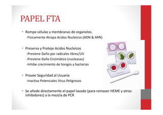 • Rompe células y membranas de organelos.
-Físicamente Atrapa Acidos Nucleicos (ADN & ARN)
• Preserva y Proteje Acidos Nucleicos
-Previene Daño por radicales libres/UV
-Previene Daño Enzimático (nucleasas)
-Inhibe crecimiento de hongos y bacterias
• Provee Seguridad al Usuario
-Inactiva Potenciales Virus Peligrosos
• Se añade directamente el papel lavado (para remover HEME y otros
inhibidores) a la mezcla de PCR
PAPEL FTA
 