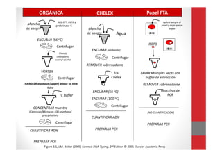 ORGÁNICA Papel FTACHELEX
Mancha
de sangre
ROTO
LAVAR Múltiples veces con
buffer de extracción
PREPARAR PCR
Reactivos de
PCR
SDS, DTT, EDTA y
proteinase K
ENCUBAR (56 oC)
Phenol,
chloroform,
isoamyl alcohol
CUANTIFICAR ADN
Aplicar sangre al
papel y dejar que se
sequeMancha
de sangre
VORTEX
(NO CUANTIFICACIÓN)
Agua
ENCUBAR (ambiente)
5%
Chelex
ENCUBAR (100 oC)
REMOVER sobrenadante
ENCUBAR (56 oC)
CUANTIFICAR ADN
PREPARAR PCR
PREPARAR PCR
Centrifugar
Centrifugar
Centrifugar
Centrifugar
REMOVER sobrenadanteTRANSFER aqueous (upper) phase to new
tube
CONCENTRAR muestra
(Centricon/Microcon-100 or ethanol
precipitation)
Centrifugar
TE buffer
Figure 3.1, J.M. Butler (2005) Forensic DNA Typing, 2nd Edition © 2005 Elsevier Academic Press
 