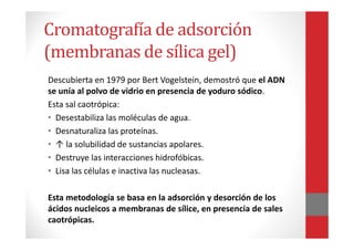 Cromatografía de adsorción
(membranas de sílica gel)
Descubierta en 1979 por Bert Vogelstein, demostró que el ADN
se unía al polvo de vidrio en presencia de yoduro sódico.
Esta sal caotrópica:
• Desestabiliza las moléculas de agua.
• Desnaturaliza las proteínas.
• ↑ la solubilidad de sustancias apolares.
• Destruye las interacciones hidrofóbicas.
• Lisa las células e inactiva las nucleasas.
Esta metodología se basa en la adsorción y desorción de los
ácidos nucleicos a membranas de sílice, en presencia de sales
caotrópicas.
 