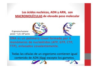 Los ácidos nucleicos, ADN y ARN, son
MACROMOLÉCULAS de elevado peso molecular
El genoma humano
posee ~ 3,3 x 109 pares
de bases.
DNA es un polímero lineal formado por 4
monómeros de nucleótidos (ATP, GTP, CTP,
TTP), enlazados covalentemente.
Todas las células de un organismo contienen igual
contenido de ADN (6pg) excepto los gametos.
 