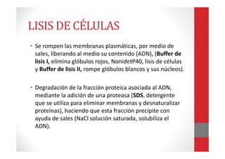 LISIS DE CÉLULAS
• Se rompen las membranas plasmáticas, por medio de
sales, liberando al medio su contenido (ADN), (Buffer de
lisis I, elimina glóbulos rojos, NonidetP40, lisis de células
y Buffer de lisis II, rompe glóbulos blancos y sus núcleos).
• Degradación de la fracción proteica asociada al ADN,
mediante la adición de una proteasa (SDS, detergente
que se utiliza para eliminar membranas y desnaturalizar
proteínas), haciendo que esta fracción precipite con
ayuda de sales (NaCl solución saturada, solubiliza el
ADN).
 
