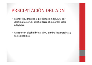 PRECIPITACIÓN DEL ADN
• Etanol frío, provoca la precipitación del ADN por
deshidratación. El alcohol logra eliminar las sales
añadidas.
• Lavado con alcohol frío al 70%, elimina las proteínas y
sales añadidas.
 