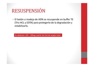 RESUSPENSIÓN
• El botón o madeja de ADN se resuspende en buffer TE
(Tris-HCL y EDTA) para protegerlo de la degradación y
estabilizarlo.
Se obtienen 130 – 160ug a partir de 5ml de sangre total.
 