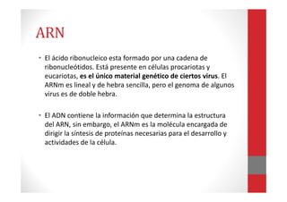 ARN
• El ácido ribonucleico esta formado por una cadena de
ribonucleótidos. Está presente en células procariotas y
eucariotas, es el único material genético de ciertos virus. El
ARNm es lineal y de hebra sencilla, pero el genoma de algunos
virus es de doble hebra.
• El ADN contiene la información que determina la estructura
del ARN, sin embargo, el ARNm es la molécula encargada de
dirigir la síntesis de proteínas necesarias para el desarrollo y
actividades de la célula.
 