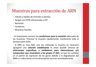 Muestras para extracción de ARN
• Células y tejidos de animales y plantas.
• Sangre con EDTA almacenada a 4ºC
• Bacterias.
• Levaduras.
• Muestras líquidas.
- Es importante conocer las condiciones para la remisión adecuada de
las muestras. Procesar la muestra rápidamente, mantenerla todo el
tiempo sobre hielo.
- El ARN es muy lábil, una vez colectada la muestra es necesario
agregarle una solución estabilizante lo antes posible (mezcla de
anticuerpos específicos o inhibidores para ribonucleasas y/o
compuestos que neutralizan a los grupos 2’-OH), ya que los cambios
en el patrón de expresión de los genes debido a la degradación del
ARN o a inducciones en la transcripción ocurren inmediatamente.
 