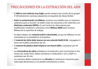 PRECAUCIONESEN LA EXTRACCIÓNDELARN
• El ARN es una molécula muy frágil, puede romperse por acción de los grupos
2’-OH (altamente reactivos) adyacentes al esqueleto de ribosa-fosfato.
• Evitar la contaminación con RNAsas, enzimas muy estables que no requieren
cofactores para su función. Se deben tratar las soluciones y los materiales con
Dietil-piro carbonato (DEPC), el cual inactiva las ribonucleasas por
modificación covalente o soluciones como RNAasa AWAY para remover
RNAasa de la superficie de trabajo.
• Se debe trabajar con material estéril o desechable, ya que las ARNasas no son
inactivadas en su totalidad en el autoclave.
• El material de vidrio debe lavarse con una solución NaOH 0.5N , enjuagarse 3
veces con H2Obd y autoclavar por 2h.
• El material de plástico debe limpiarse con Etanol 100% y autoclavar por 45
min.
• Las microesferas de vidrio utilizadas en la extracción, para incrementar la lisis
celular por acción física, deben someterse a combustión x 12 h a 450º C y
autoclavar por 45 min.
• Los reactivos deben mantenerse en alícuotas en volúmenes necesarios para
cada etapa del proceso y si es posible autoclavarlos 2 veces.
 