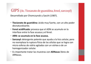 Desarrollado por Chomczynski y Sacchi (1987).
• Tiocianato de guanidina: ácido muy fuerte, con un alto poder
desnaturalizante.
• Fenol acidificado: provoca que el ADN se acumule en la
interfase entre la fase acuosa y el fenol.
• ARN: se acumula en la fase acuosa.
• Sarcosyl: detergente potente que ayuda a la lisis celular, pero
no reemplaza la ruptura física de las células que se logra con
micro esferas de vidrio agitadas con un vórtex o de un
homogenizador celular.
• Es importante tratar las muestras con ADNasas libres de
ARNasas.
GIPS (Ac. Tiosanatodeguanidina,fenol,sarcosyl)
 