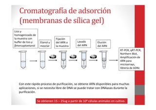 Cromatografía de adsorción
(membranas de sílica gel)
Con este rápido proceso de purificación, se obtiene ARN disponibles para muchas
aplicaciones, si se necesita libre de DNA se puede tratar con DNAasas durante la
purificación.
Se obtienen 15 – 25ug a partir de 106 células animales en cultivo.
Lisis y
homogenizado de
la muestra con
buffer de lisis y
βmercaptoetanol
Etanol y
mezclar
Fijación
del ARN a
la muestra
Lavado
del ARN
Elución
del ARN
RT-PCR, qRT-PCR,
Northern Blot,
Amplificación de
ARN para
microarrays,
librería de ADNc
 