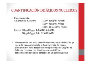 • Espectrometría:
Absorbancia a 260nm: 1DO = 50ug/ml ADNdb
1DO = 40ug/ml ARNbs
1DO = 20-33ug/ml Primer
Pureza: DO260/DO280 = 1,8 ADN y 2,0 ARN
DO260/DO230 = 2,0 - 2,2 ADN/ARN
• Fluorescencia con BrEt: permite medir la cantidad de ADN, ya
que esta es proporcional a la fluorescencia. Se hacen
diluciones del ADN desconocido en presencia de 2ug/ml de
BrEt y se compara con diluciones de un ADN de
concentración conocida, cargados en un gel de agarosa.
CUANTIFICACIÓN DE ÁCIDOS NUCLEICOS
 