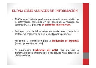 ELDNACOMO ALMACENDE INFORMACIÓN
- El ADN, es el material genético que permite la transmisión de
la información contenida en los genes de generación en
generación. Esta presente en casi todos los seres vivos.
- Contiene toda la información necesaria para construir y
sostener el organismo en que reside (genes y genoma).
- Así como, la información para la producción de proteínas
(transcripción y traducción).
- Se autoduplica (replicación del ADN) para asegurar la
transmisión de la información a las células hijas durante la
división celular.
 