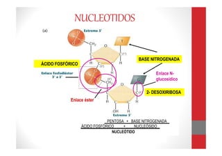Enlace fosfodiester
2-desoxi-D-ribosa
PENTOSA + BASE NITROGENADA
ÁCIDO FOSFÓRICO + NUCLEÓSIDO
NUCLEOTIDO
2- DESOXIRIBOSA
BASE NITROGENADA
Enlace N-
glucosídico
ÁCIDO FOSFÓRICO
PENTOSA + BASE NITROGENADA
ÁCIDO FOSFÓRICO + NUCLEÓSIDO
NUCLEÓTIDO
Enlace éster
NUCLEOTIDOS
 