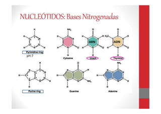 pH:7
ADNARN
NUCLEÓTIDOS:BasesNitrogenadas
 