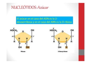 El azúcar en el caso del ADN es la 2-
desoxirribosa y en el caso del ARN es la D-ribosa
NUCLEÓTIDOS:Azúcar
 