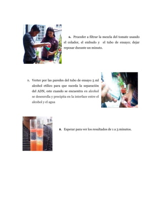6. Proceder a filtrar la mezcla del tomate usando
el colador, el embudo y el tubo de ensayo; dejar
reposar durante un minuto.
7. Verter por las paredes del tubo de ensayo 5 ml
alcohol etílico para que suceda la separación
del ADN, este cuando se encuentra en alcohol
se desenrolla y precipita en la interface entre el
alcohol y el agua
8. Esperar para ver los resultados de 1 a 3 minutos.
 