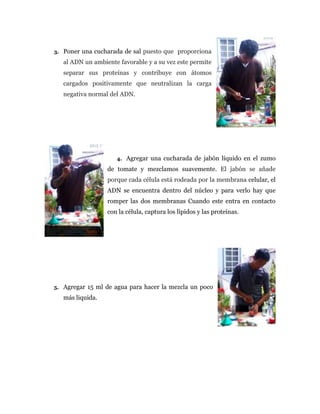 3. Poner una cucharada de sal puesto que proporciona
al ADN un ambiente favorable y a su vez este permite
separar sus proteínas y contribuye con átomos
cargados positivamente que neutralizan la carga
negativa normal del ADN.
4. Agregar una cucharada de jabón líquido en el zumo
de tomate y mezclamos suavemente. El jabón se añade
porque cada célula está rodeada por la membrana celular, el
ADN se encuentra dentro del núcleo y para verlo hay que
romper las dos membranas Cuando este entra en contacto
con la célula, captura los lípidos y las proteínas.
5. Agregar 15 ml de agua para hacer la mezcla un poco
más liquida.
 