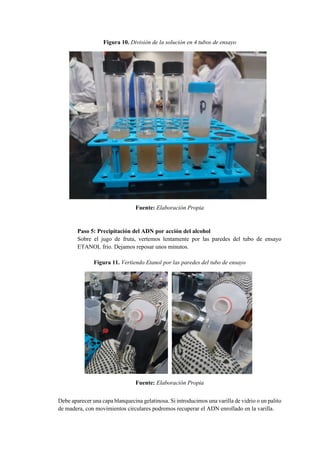 Figura 10. División de la solución en 4 tubos de ensayo
Fuente: Elaboración Propia
Paso 5: Precipitación del ADN por acción del alcohol
Sobre el jugo de fruta, vertemos lentamente por las paredes del tubo de ensayo
ETANOL frío. Dejamos reposar unos minutos.
Figura 11. Vertiendo Etanol por las paredes del tubo de ensayo
Fuente: Elaboración Propia
Debe aparecer una capa blanquecina gelatinosa. Si introducimos una varilla de vidrio o un palito
de madera, con movimientos circulares podremos recuperar el ADN enrollado en la varilla.
 