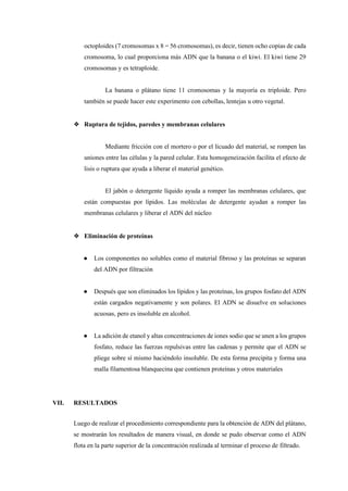 octoploides (7 cromosomas x 8 = 56 cromosomas), es decir, tienen ocho copias de cada
cromosoma, lo cual proporciona más ADN que la banana o el kiwi. El kiwi tiene 29
cromosomas y es tetraploide.
La banana o plátano tiene 11 cromosomas y la mayoría es triploide. Pero
también se puede hacer este experimento con cebollas, lentejas u otro vegetal.
❖ Ruptura de tejidos, paredes y membranas celulares
Mediante fricción con el mortero o por el licuado del material, se rompen las
uniones entre las células y la pared celular. Esta homogeneización facilita el efecto de
lisis o ruptura que ayuda a liberar el material genético.
El jabón o detergente líquido ayuda a romper las membranas celulares, que
están compuestas por lípidos. Las moléculas de detergente ayudan a romper las
membranas celulares y liberar el ADN del núcleo
❖ Eliminación de proteínas
● Los componentes no solubles como el material fibroso y las proteínas se separan
del ADN por filtración
● Después que son eliminados los lípidos y las proteínas, los grupos fosfato del ADN
están cargados negativamente y son polares. El ADN se disuelve en soluciones
acuosas, pero es insoluble en alcohol.
● La adición de etanol y altas concentraciones de iones sodio que se unen a los grupos
fosfato, reduce las fuerzas repulsivas entre las cadenas y permite que el ADN se
pliege sobre sí mismo haciéndolo insoluble. De esta forma precipita y forma una
malla filamentosa blanquecina que contienen proteínas y otros materiales
VII. RESULTADOS
Luego de realizar el procedimiento correspondiente para la obtención de ADN del plátano,
se mostrarán los resultados de manera visual, en donde se pudo observar como el ADN
flota en la parte superior de la concentración realizada al terminar el proceso de filtrado.
 