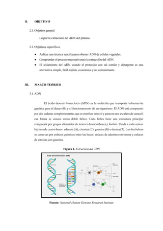 II. OBJETIVO
2.1.Objetivo general
Lograr la extracción del ADN del plátano.
2.2.Objetivos específicos
● Aplicar una técnica sencilla para obtener ADN de células vegetales.
● Comprender el proceso necesario para la extracción del ADN.
● El aislamiento del ADN usando el protocolo con sal común y detergente es una
alternativa simple, fácil, rápida, económica y no contaminante.
III. MARCO TEÓRICO
3.1.ADN
El ácido desoxirribonucleico (ADN) es la molécula que transporta información
genética para el desarrollo y el funcionamiento de un organismo. El ADN está compuesto
por dos cadenas complementarias que se enrollan entre sí y parecen una escalera de caracol;
esa forma se conoce como doble hélice. Cada hebra tiene una estructura principal
compuesta por grupos alternados de azúcar (desoxirribosa) y fosfato. Unida a cada azúcar
hay una de cuatro bases: adenina (A), citosina (C), guanina (G) o timina (T). Las dos hebras
se conectan por enlaces químicos entre las bases: enlaces de adenina con timina y enlaces
de citosina con guanina.
Figura 1. Estructura del ADN
Fuente: National Human Genome Research Institute
 
