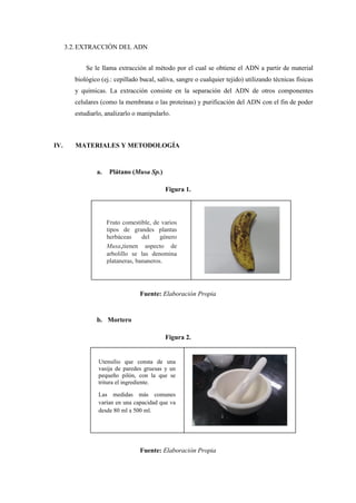 3.2.EXTRACCIÓN DEL ADN
Se le llama extracción al método por el cual se obtiene el ADN a partir de material
biológico (ej.: cepillado bucal, saliva, sangre o cualquier tejido) utilizando técnicas físicas
y químicas. La extracción consiste en la separación del ADN de otros componentes
celulares (como la membrana o las proteínas) y purificación del ADN con el fin de poder
estudiarlo, analizarlo o manipularlo.
IV. MATERIALES Y METODOLOGÍA
a. Plátano (Musa Sp.)
Figura 1.
Fuente: Elaboración Propia
b. Mortero
Figura 2.
Fuente: Elaboración Propia
Fruto comestible, de varios
tipos de grandes plantas
herbáceas del género
Musa,tienen aspecto de
arbolillo se las denomina
plataneras, bananeros.
Utensilio que consta de una
vasija de paredes gruesas y un
pequeño pilón, con la que se
tritura el ingrediente.
Las medidas más comunes
varían en una capacidad que va
desde 80 ml a 500 ml.
 