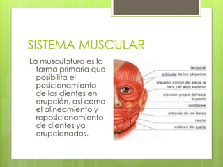 SISTEMA MUSCULAR
La musculatura es la
forma primaria que
posibilita el
posicionamiento
de los dientes en
erupción, así como
el alineamiento y
reposicionamiento
de dientes ya
erupcionados.
 