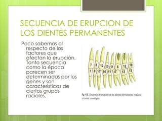 SECUENCIA DE ERUPCION DE
LOS DIENTES PERMANENTES
Poco sabemos al
respecto de los
factores que
afectan la erupción.
Tanto secuencia
como la época
parecen ser
determinadas por los
genes y son
características de
ciertos grupos
raciales.
 