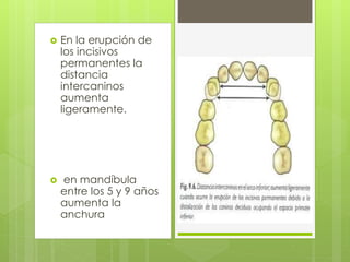  En la erupción de
los incisivos
permanentes la
distancia
intercaninos
aumenta
ligeramente.
 en mandíbula
entre los 5 y 9 años
aumenta la
anchura
 